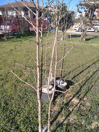Una pianta in vaso ginkgo biloba