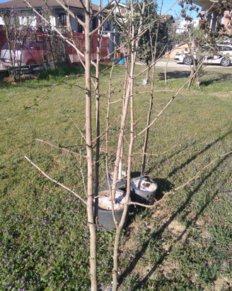 Una pianta in vaso ginkgo biloba