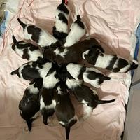 Cuccioli di springer spaniel inglese