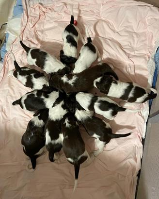 Cuccioli di springer spaniel inglese