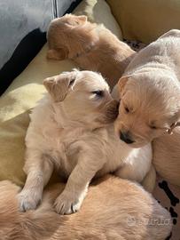 Golden retriver