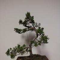 prebonsai/bonsai