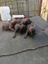 Cuccioli segugio maremmano