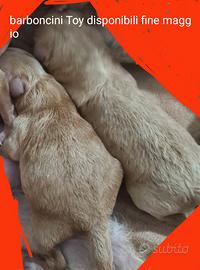 Barboncino toy disponibile fine maggio