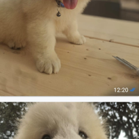 Cuccioli femmine di pastore maremmano abbruzzese
