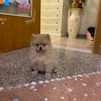 Disponibili cuccioli incroci Volpino Spitz