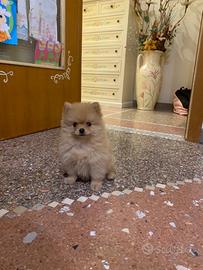 Disponibili cuccioli incroci Volpino Spitz