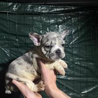 Cucciolo di bulldog francese