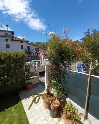 albero di Nandina 