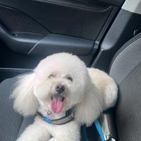 Stallone Barboncino Nano 5 anni