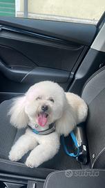 Stallone Barboncino Nano 5 anni