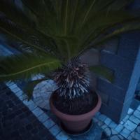 Piante cicas