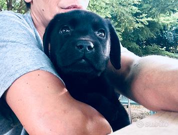 Cuccioli di Labrador
