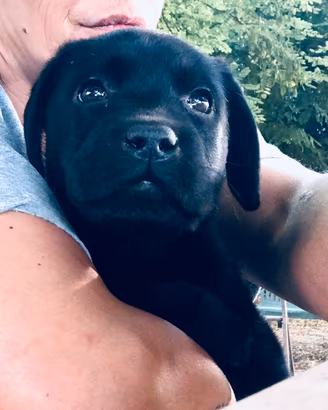 Cuccioli di Labrador