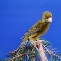 Canarini Razza Spagnola