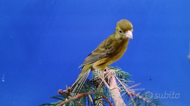 Canarini Razza Spagnola