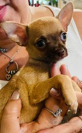 Cucciolo chihuahua toy