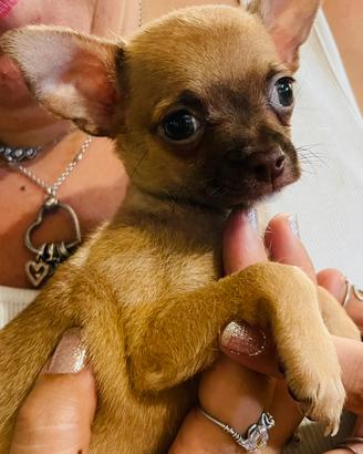 Cucciolo chihuahua toy