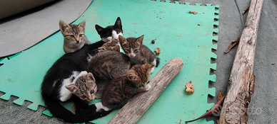 Gattini coccolosi