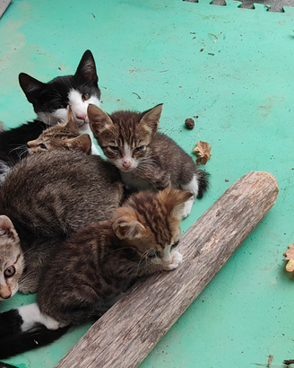 Gattini coccolosi