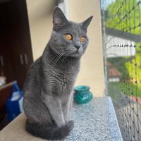 Gatto certosino per accoppiamento