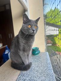 Gatto certosino per accoppiamento