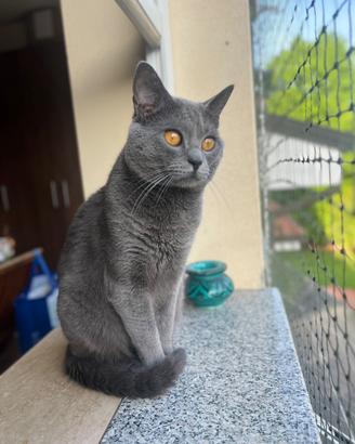 Gatto certosino per accoppiamento