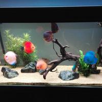 Acquario 300 litri con accessori