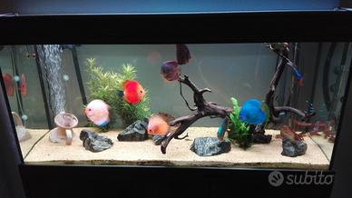 Acquario 300 litri con accessori