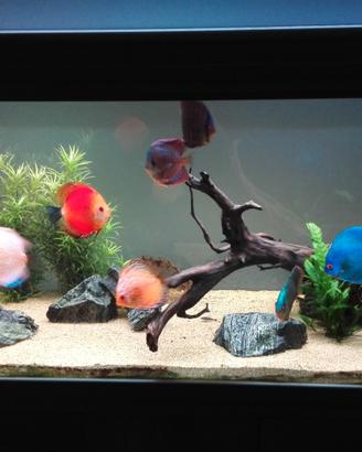Acquario 300 litri con accessori