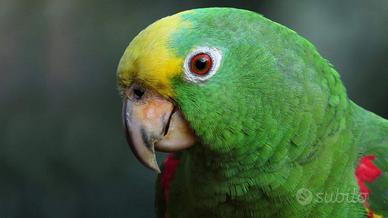 Amazzone Fronte Gialla Pullo ExpoGroup Allevamento