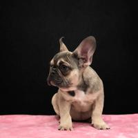 Cucciola di bouledogue francese