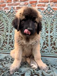 Cuccioli di Pastore del Caucaso Pedigree ENCI -