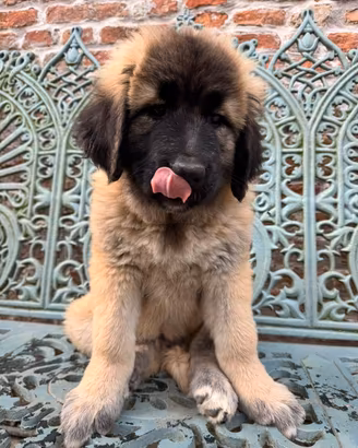Cuccioli di Pastore del Caucaso Pedigree ENCI -
