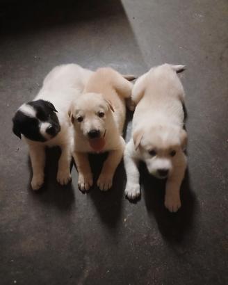 Splendidi cuccioli