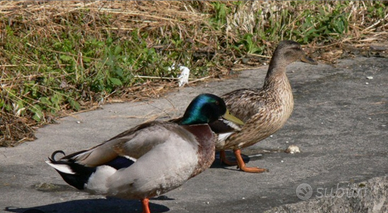 Anatre germani reali