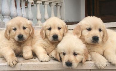 Cuccioli golden retriever