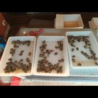 Baby tartaruga di terra