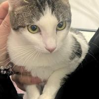 Gatta gattina femmina nordica