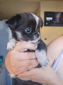chihuahua ciwawa chiuaua ciuaua