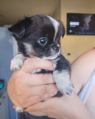 chihuahua ciwawa chiuaua ciuaua