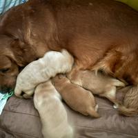 Cuccioli di Golden retriever