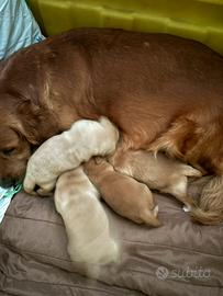 Cuccioli di Golden retriever