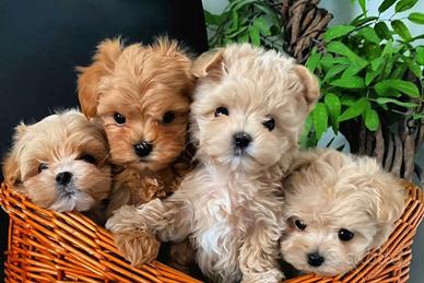Maltipoo Toy pronti
