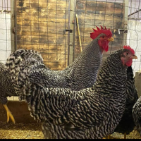 Galline ornamentali, pulcini e polli di amrock