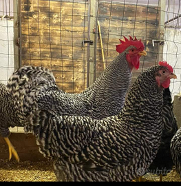 Galline ornamentali, pulcini e polli di amrock