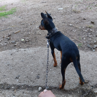 Pincher