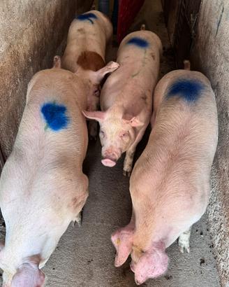 Dk duroc danesi
