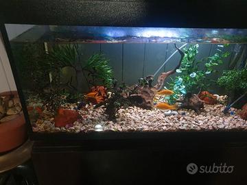Aquario con mobile