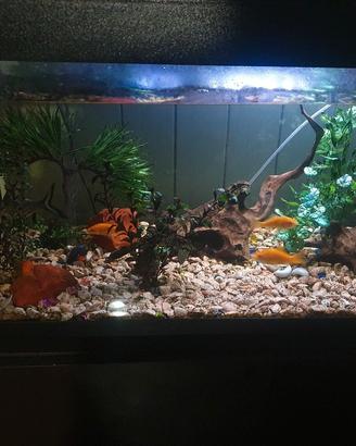 Aquario con mobile